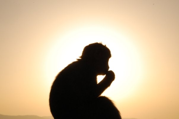 Chris+Bruno+-+Monkey+Sunset